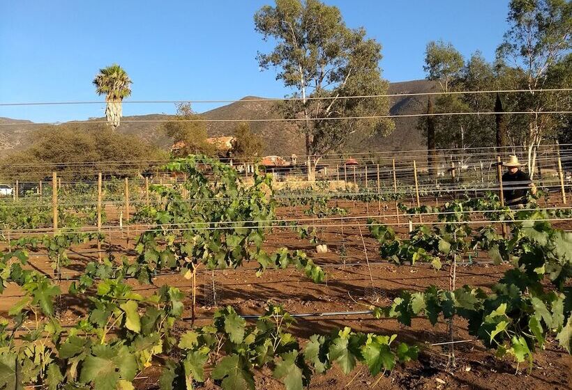 酒店 Viña Calabria