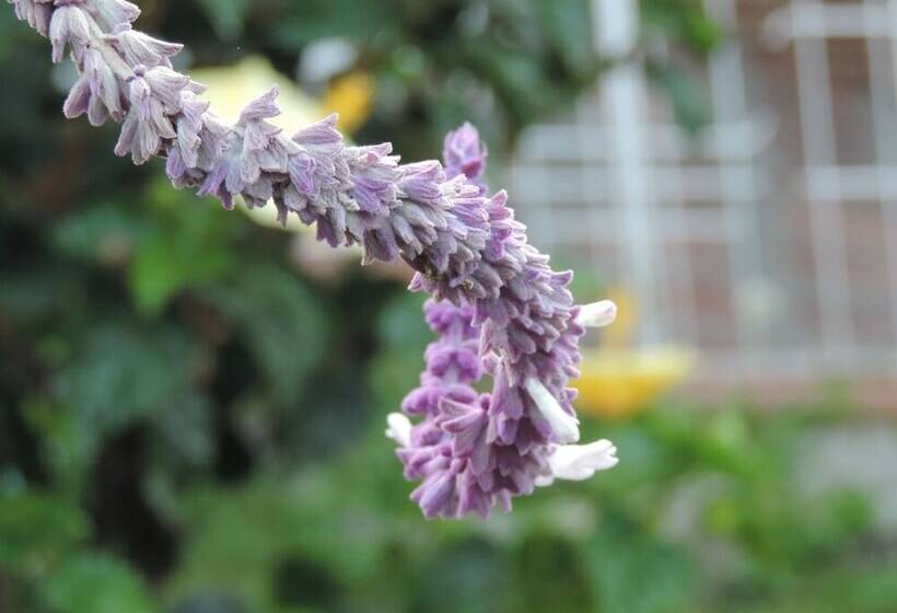 膳宿费 Seeds & Roots Raíces Y Semillas