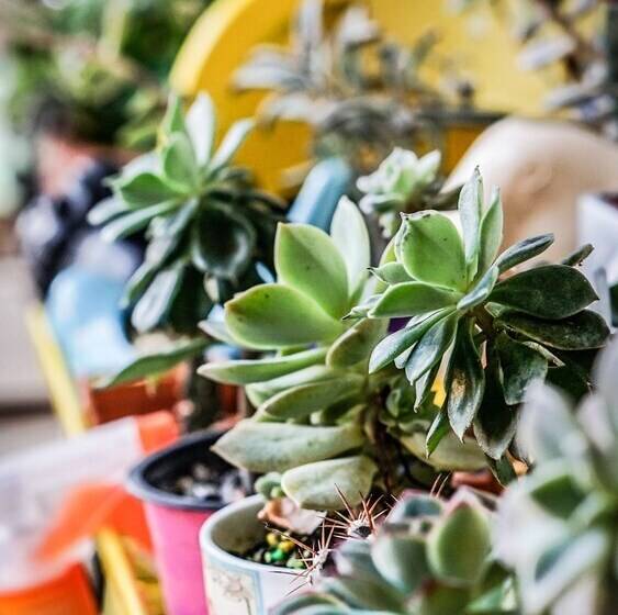 膳宿费 Seeds & Roots Raíces Y Semillas