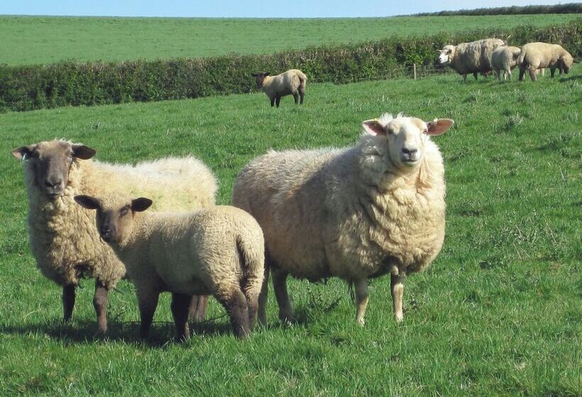 Haye Barton Farm