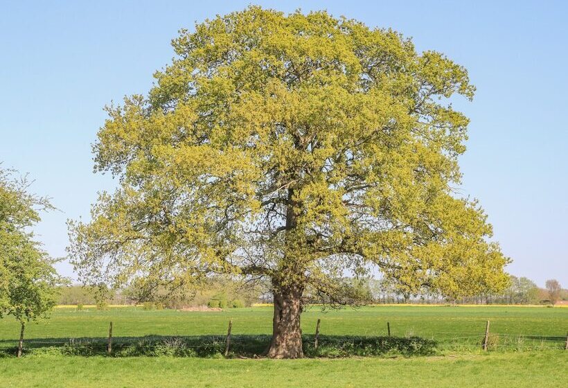 1 Pines Farm Cottages