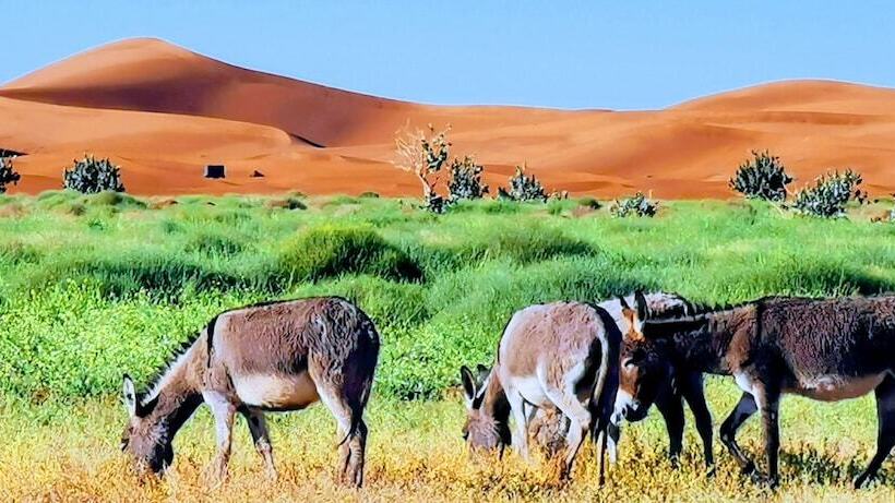 호텔 Erg Chegaga Desert Camp