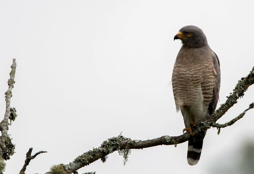 בית מלון כפרי Reserva Kairi