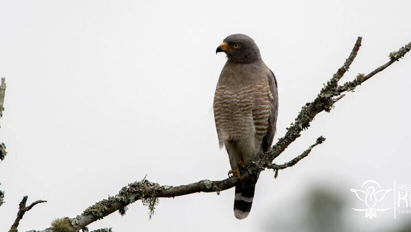 בית מלון כפרי Reserva Kairi