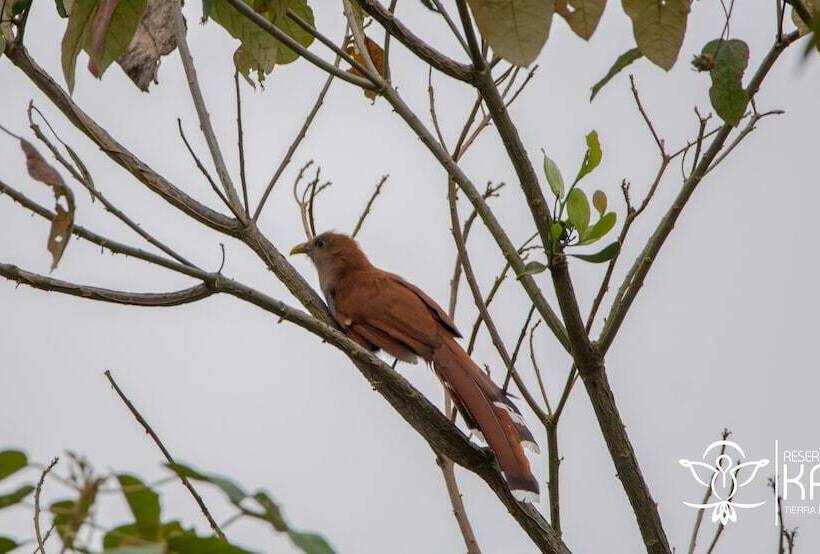 בית מלון כפרי Reserva Kairi