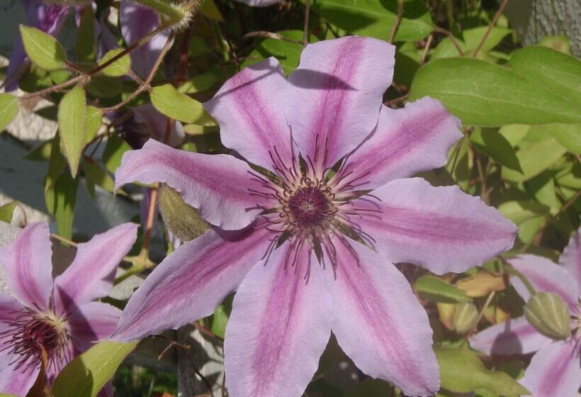 Martha's Vineyard Bed & Breakfast