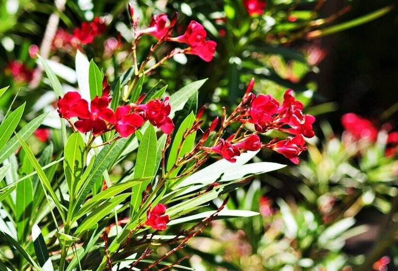 Cabañas El Algodonal