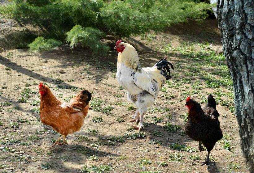 Doktorun Oteli Haymana