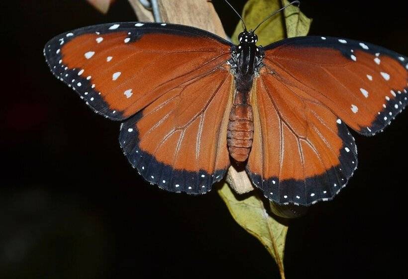 בית מלון כפרי Howler Monkey Resort