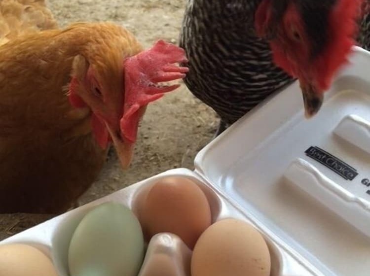 هتل Lake Lucerne Resort & Ranch