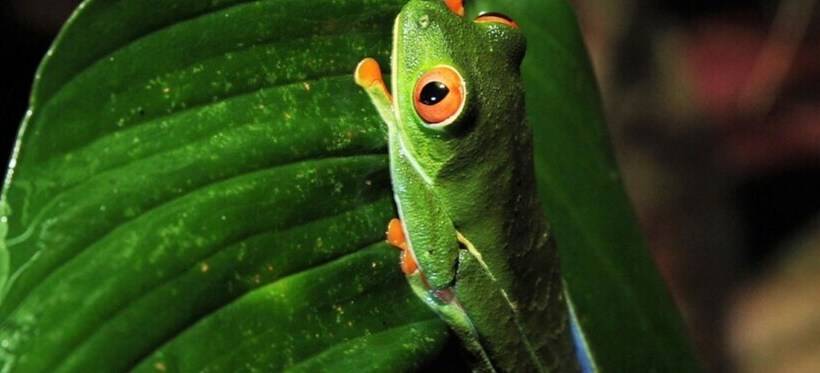 فندق Tapir Lodge