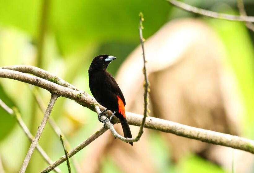 فندق Tapir Lodge