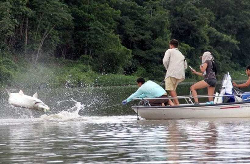 فندق Tapir Lodge