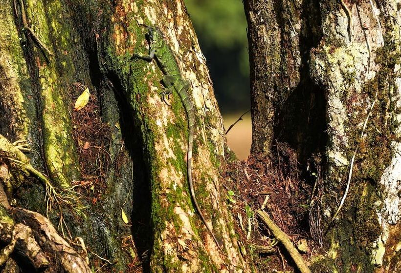 فندق Tapir Lodge