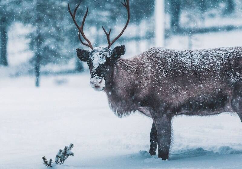 Idre Fjäll Stugor Och Lägenheter
