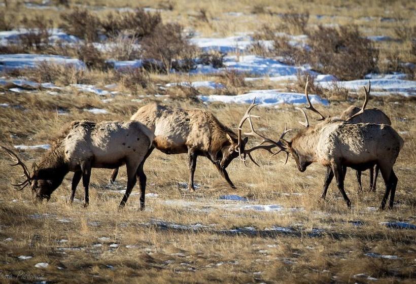 Lazy Elk Retreat 3 Br Cabin