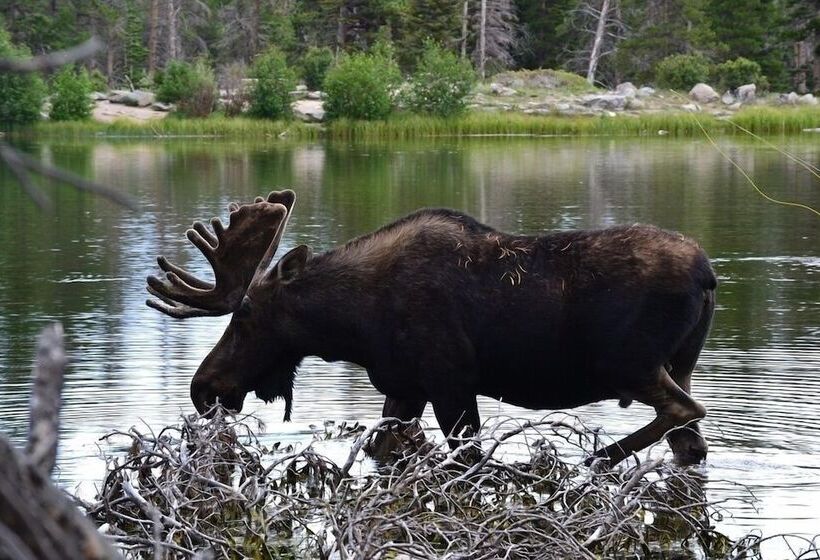 Lazy Elk Retreat 3 Br Cabin