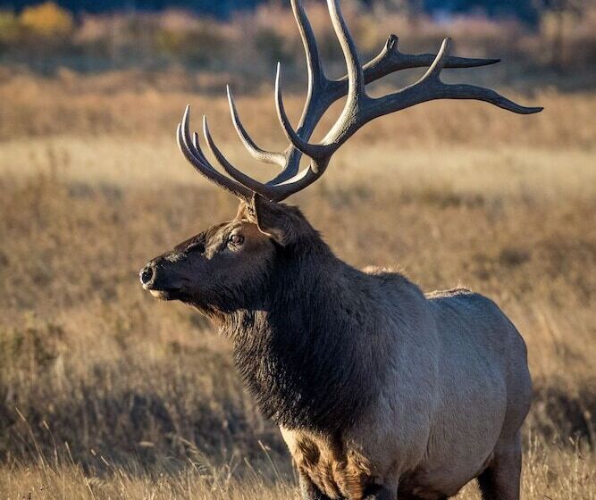 Lazy Elk Retreat 3 Br Cabin