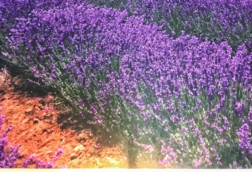 Pensão Aloe De Diniwid