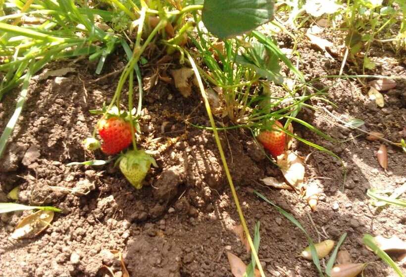 פנסיון La Cera Farm Camping B&b