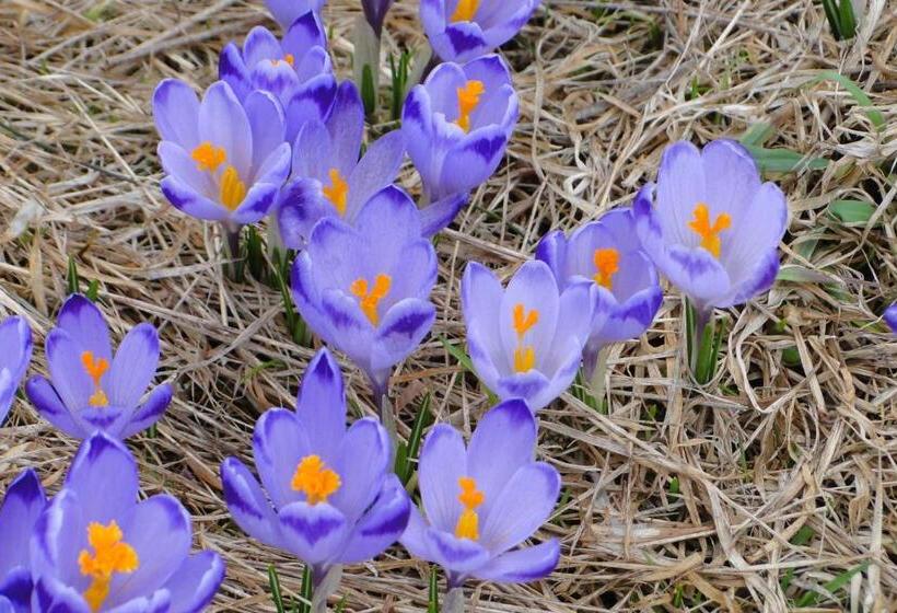 پانسیون Willa Giewontka