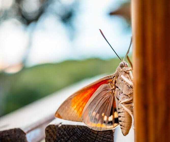 住宿加早餐 Residence Le Mouron Rouge