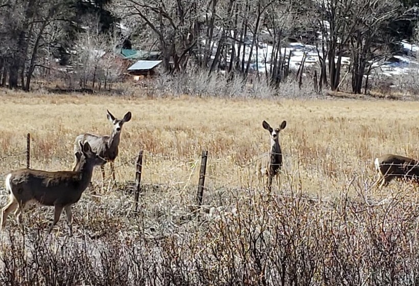 Chinook Cabins & Rv Park