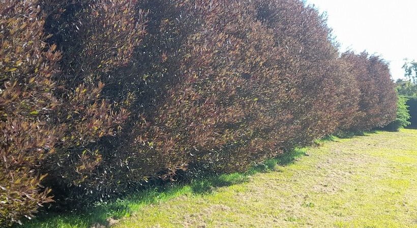 ホテル Cabañas Lago Azul