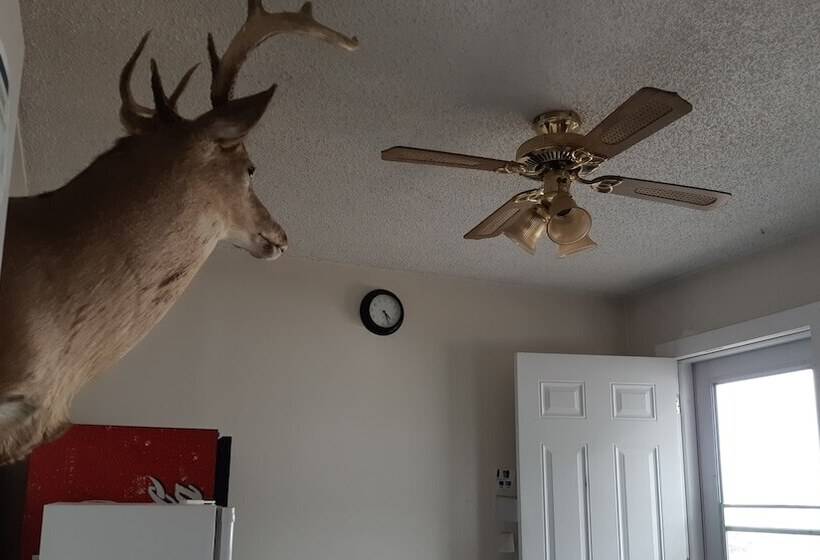 فندق Deerhead Inn