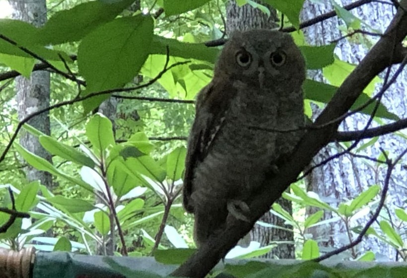 Misty Creek Log Cabins