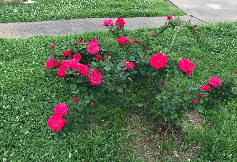 Royal Motel Tenterfield