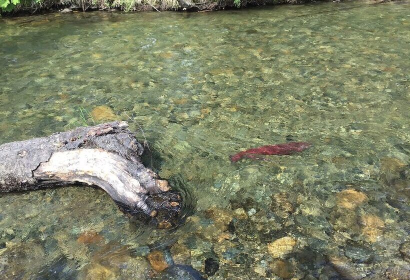Talkeetna Cabins On Montana Creek