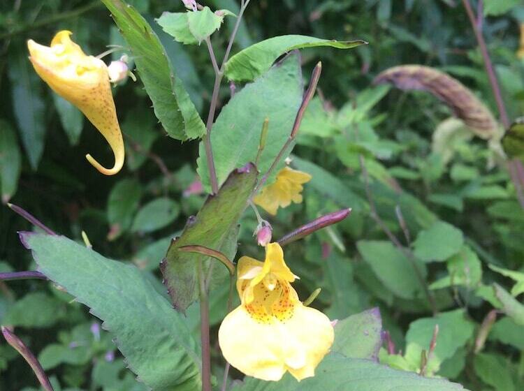 Alaska Adventure Cabins