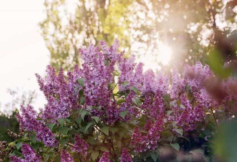 ベッドアンドブレックファースト Auberge Lac St Jean