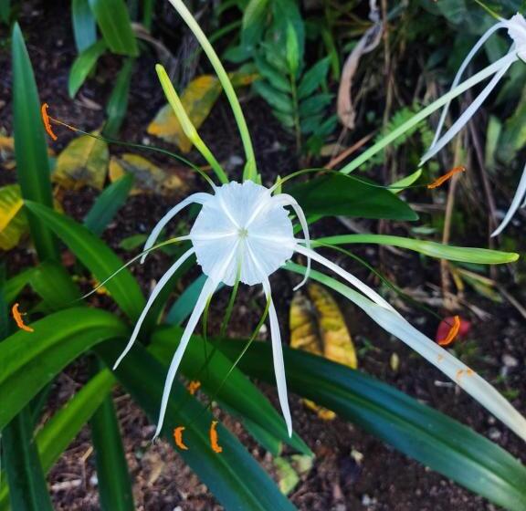 호텔 Cabinas Tropicales