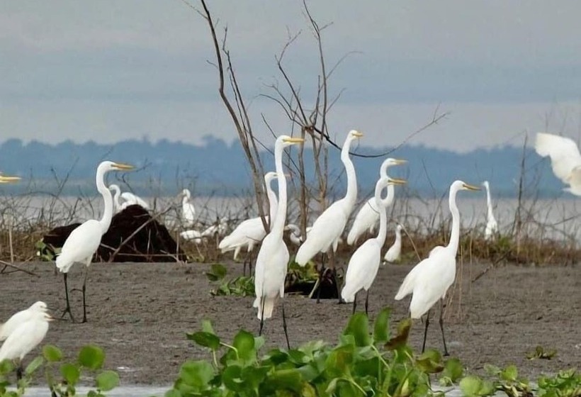 هتل Jacamar Lodge Expeditions