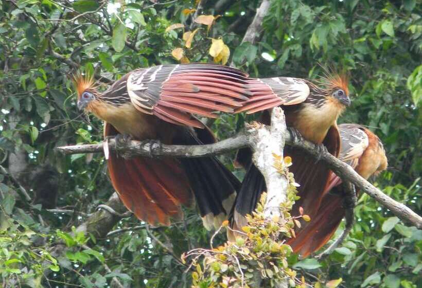 هتل Jacamar Lodge Expeditions