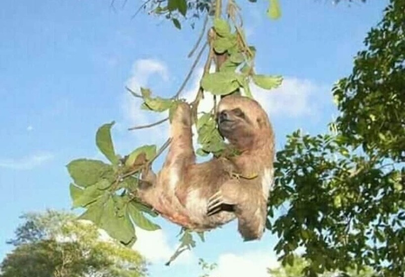 هتل Jacamar Lodge Expeditions