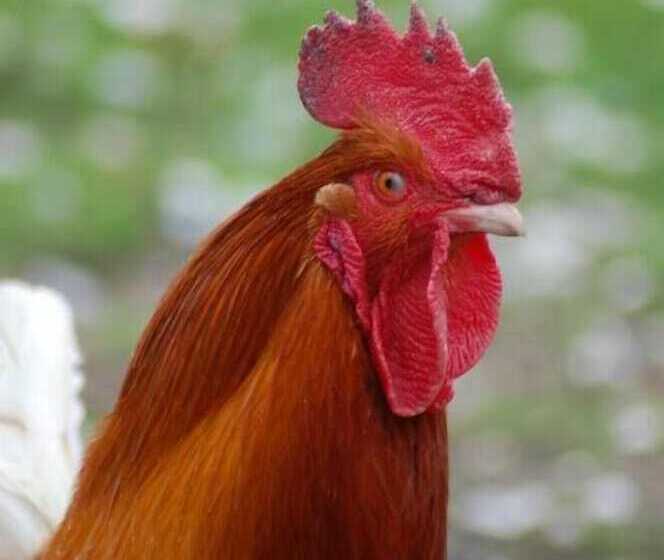 فندق Lelymare Logies