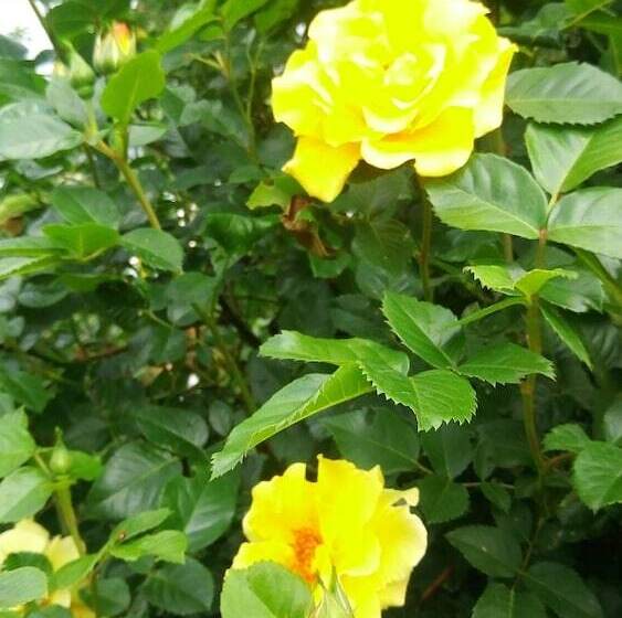 Mini Hotel Matreshka