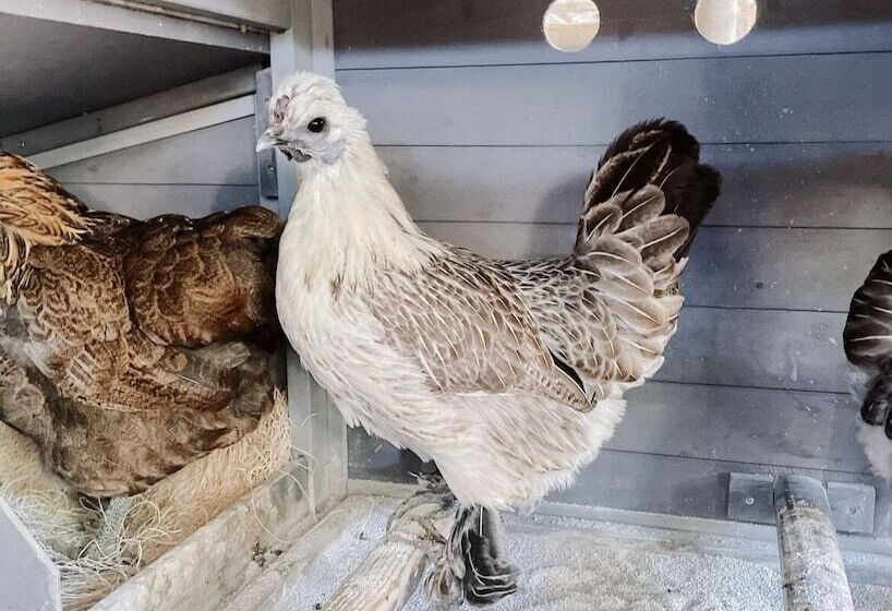 Сельский отель Bandy Canyon Ranch