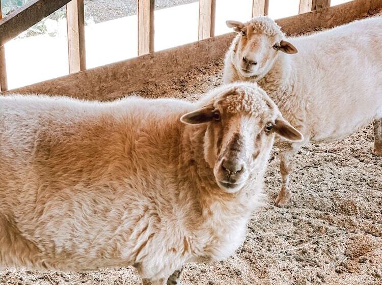Сельский отель Bandy Canyon Ranch