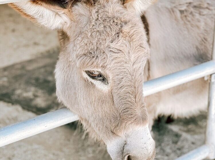هتل روستایی Bandy Canyon Ranch