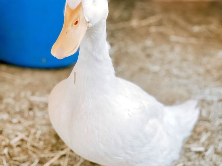 هتل روستایی Bandy Canyon Ranch