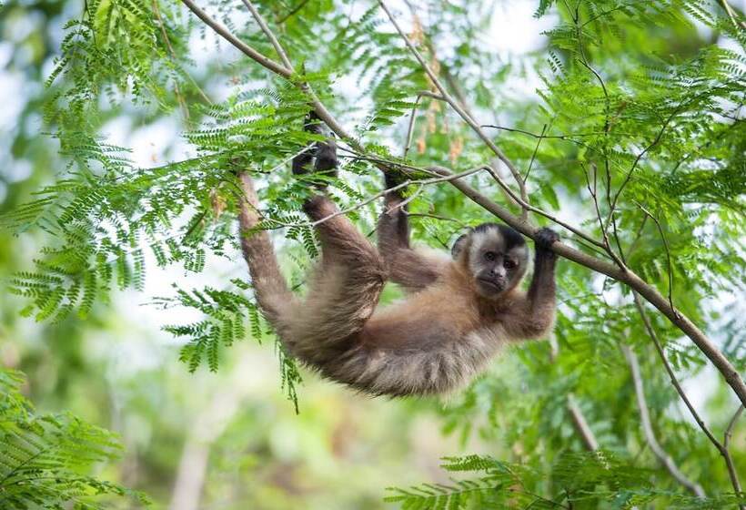 فندق Southwild Pantanal Lodge