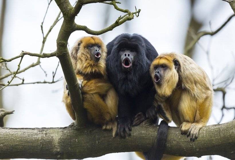 فندق Southwild Pantanal Lodge