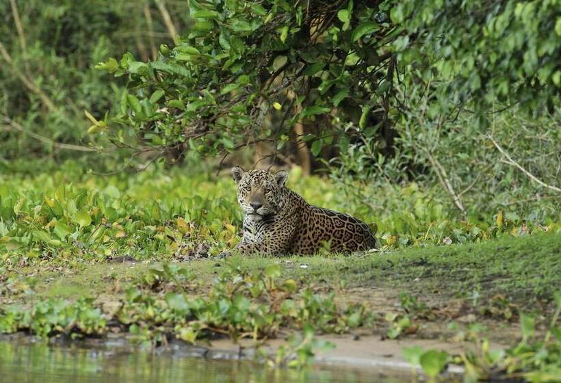 فندق Southwild Pantanal Lodge