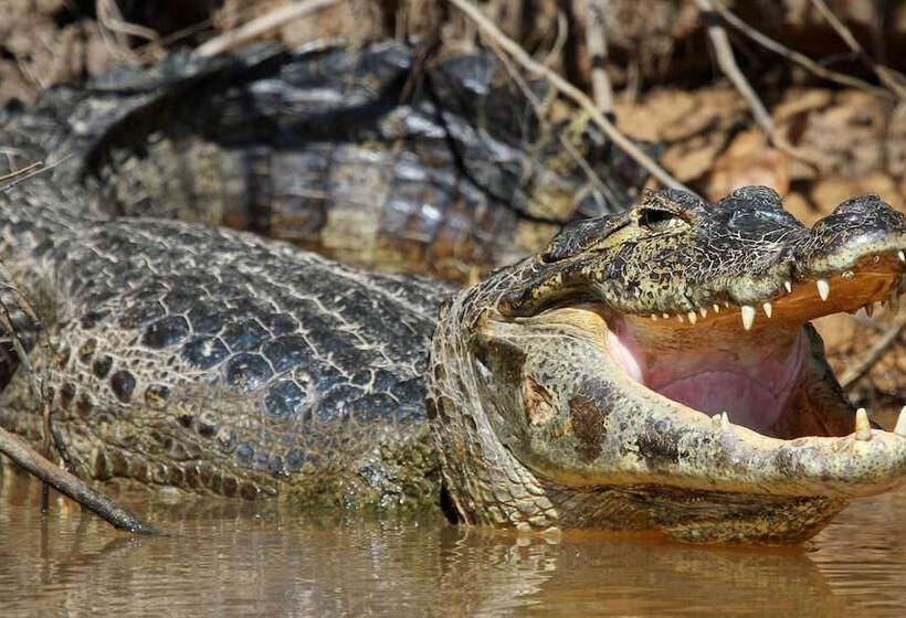 فندق Southwild Pantanal Lodge