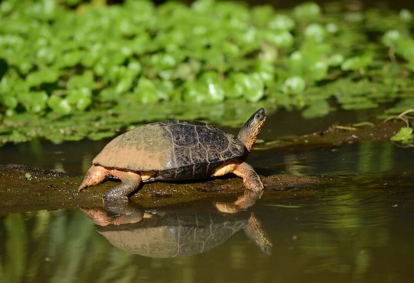 בית מלון כפרי Tortuguero Jungle