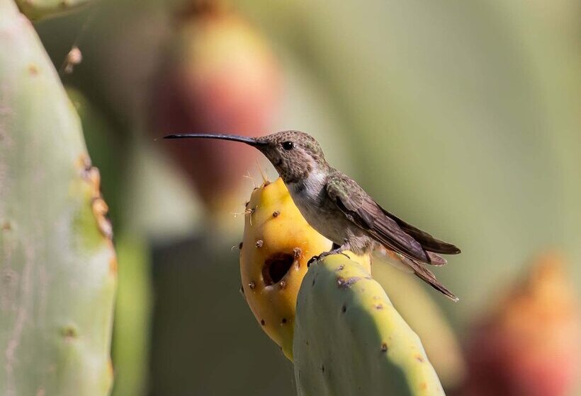 هتل Wasipunko Nasca